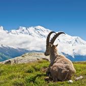 classic tour du mont blanc 7 hiking days