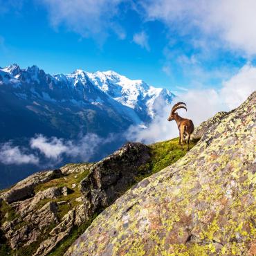 hiking complete tour du mont blanc