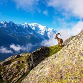 hiking complete tour du mont blanc