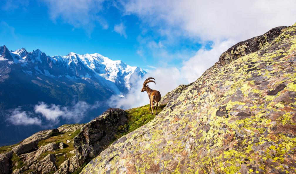 french-alps-hiking-complete-tour-du-mont-blanc