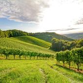cycling dijon, explore burgundy's terroir