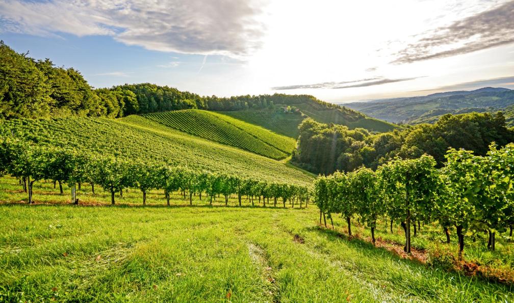 ah_fotobox - istock - Vignoble, Bourgogne, France - Cycling Dijon, explore Burgundy's terroir burgundy-cycling-dijon-explore-burgundy-s-terroir