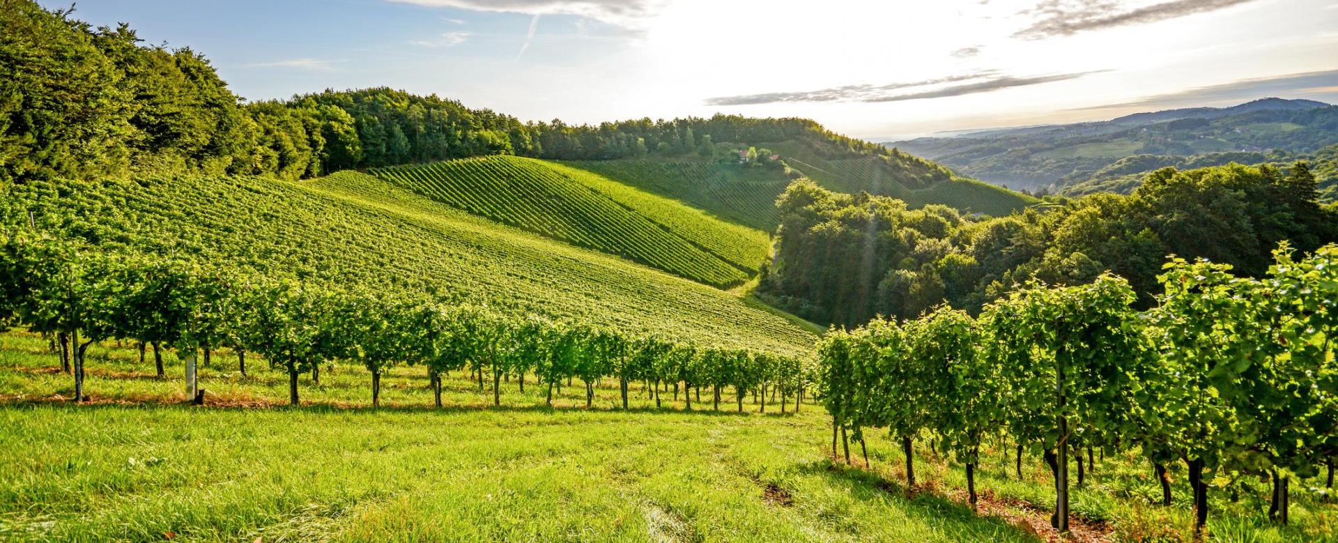 cycling-dijon-explore-burgundys-terroir