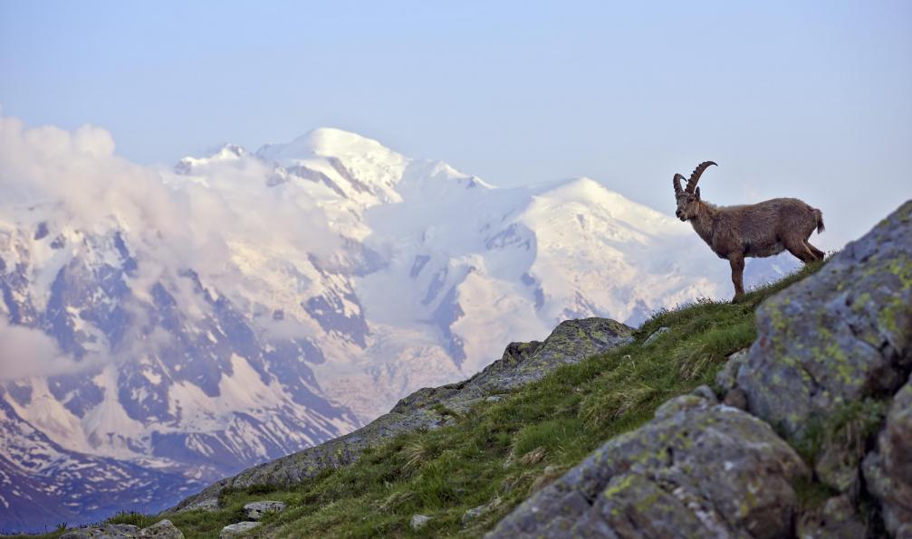 Custom trekking tour du mont blanc - Tour du Mont Blanc customized