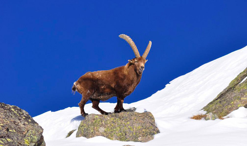 ibex gran paradiso