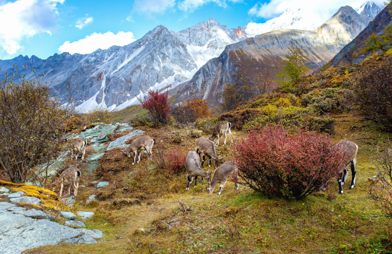 Gran Paradiso, Italie