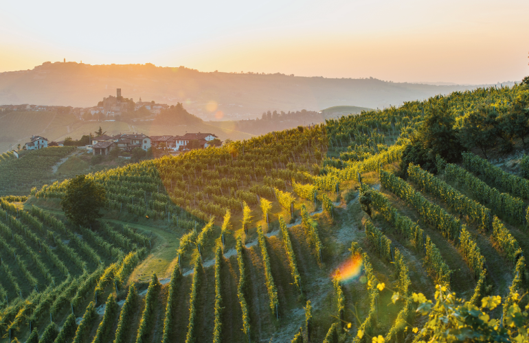 Vignoble du Piedmont, Italie